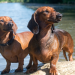 Dachshunds dog breed