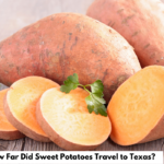 How Far Did Sweet Potatoes Travel to Texas