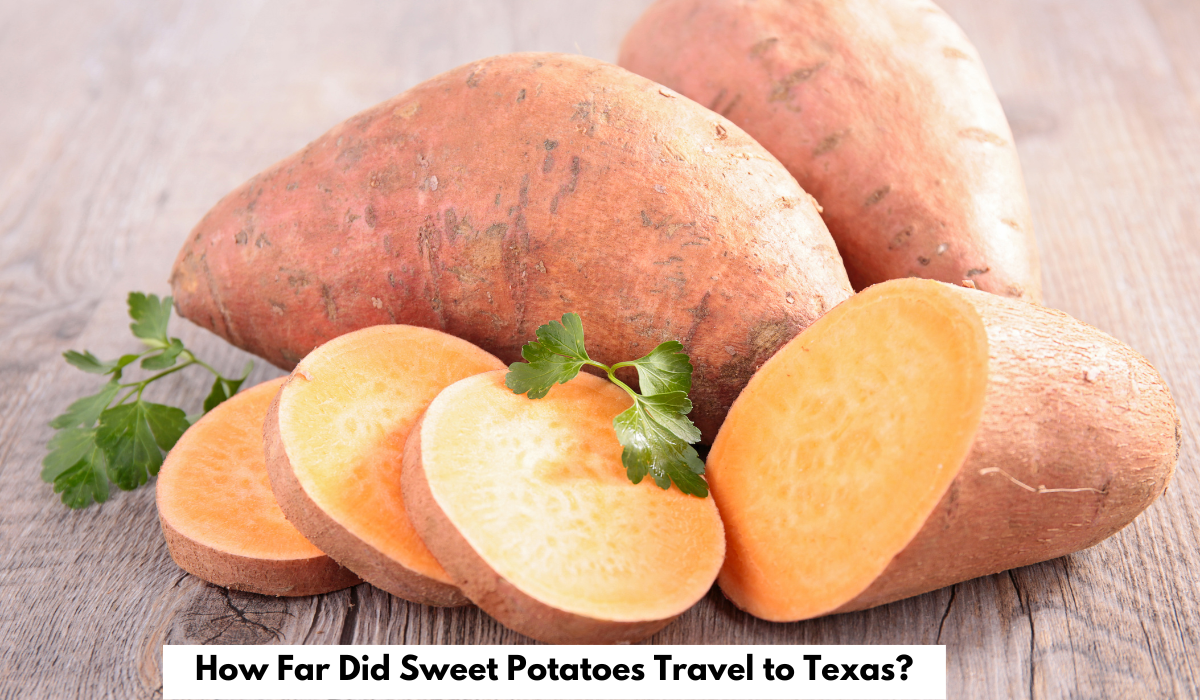 How Far Did Sweet Potatoes Travel to Texas